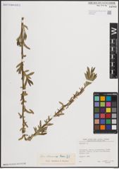 Foto von Salix elbursensis Boiss.